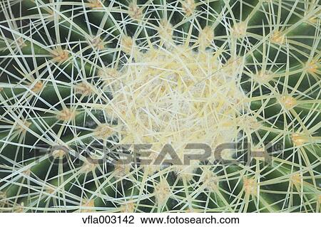 Cactus View Large Photo Image Stock Image - Cactus. Fotosearch
