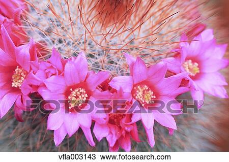 Cactus View Large Photo Image Stock Image - Cactus. Fotosearch