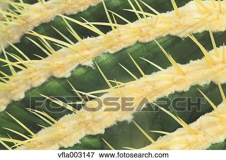 Cactus View Large Photo Image Stock Photo - Cactus. Fotosearch
