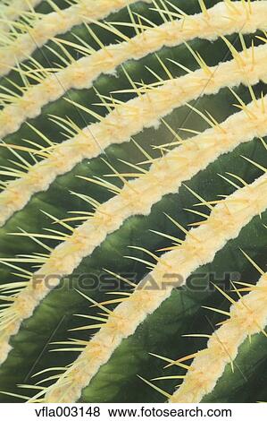 Cactus View Large Photo Image Stock Photo - Cactus. Fotosearch