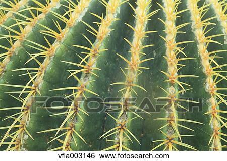 Stock Photograph - Cactus. Fotosearch