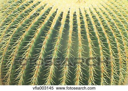 Cactus View Large Photo Image Stock Photography - Cactus. Fotosearch