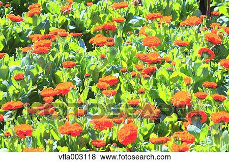 Calendula View Large Photo Image Stock Photo - Calendula. Fotosearch