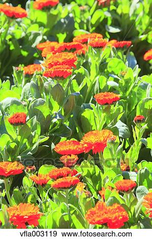 Calendula View Large Photo Image Stock Photo - Calendula. Fotosearch