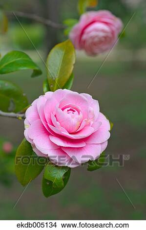 Camellia View Large Photo Image Picture - Camellia. Fotosearch