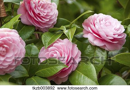 Camellia View Large Photo Image Stock Image - Camellia. Fotosearch