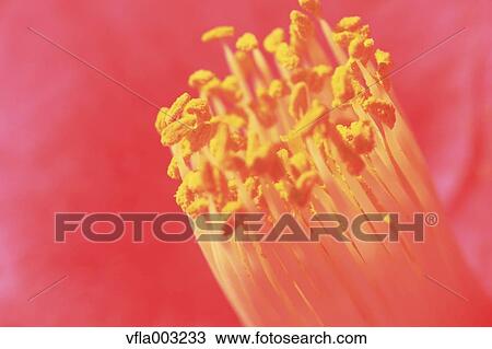 Camellia View Large Photo Image Stock Image - Camellia. Fotosearch