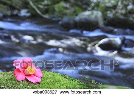 Stock Photo - Camellia. Fotosearch