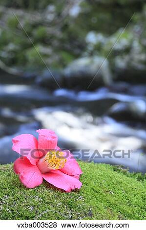 Camellia View Large Photo Image Stock Photo - Camellia. Fotosearch