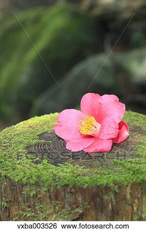 Camellia View Large Photo Image Stock Photograph - Camellia. Fotosearch