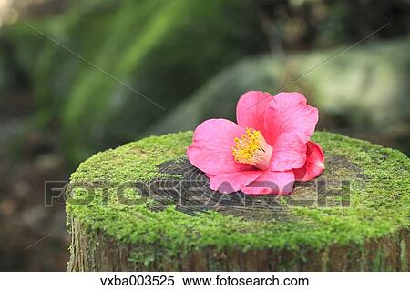 Camellia View Large Photo Image Stock Photography - Camellia. Fotosearch