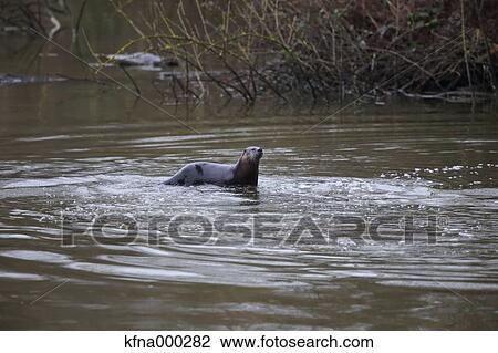 Stock Image - Canadian Otter. Fotosearch