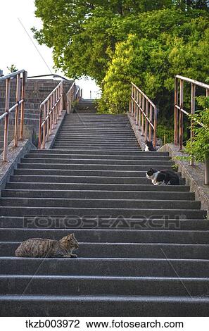 Cats on staircase View Large Photo Image Stock Image - Cats on staircase. Fotosearch
