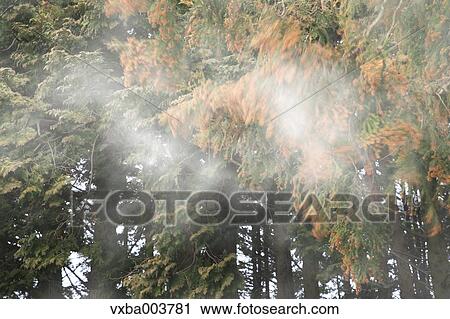 Cedar forest View Large Photo Image Stock Image - Cedar forest. Fotosearch
