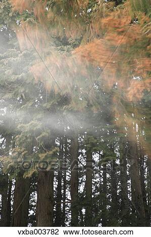 Stock Image - Cedar forest. Fotosearch