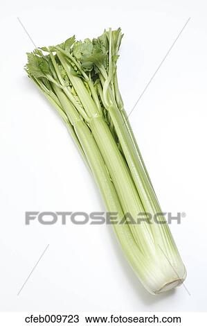 Celery View Large Photo Image Stock Image - Celery. Fotosearch