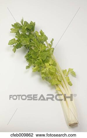 Celery View Large Photo Image Stock Image - Celery. Fotosearch