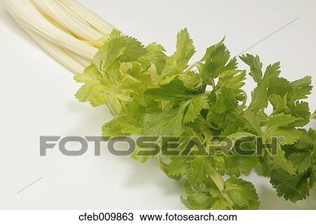 Celery View Large Photo Image Stock Image - Celery. Fotosearch