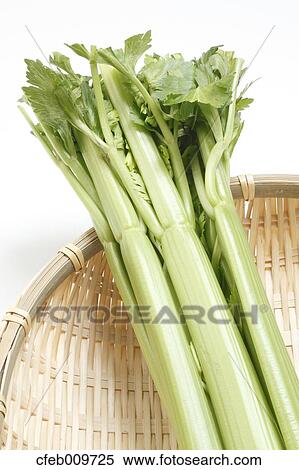 Celery View Large Photo Image Stock Photography - Celery. Fotosearch