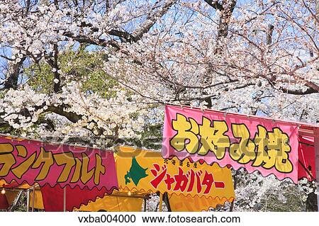 Cherry blossoms and shops View Large Photo Image Stock Image - Cherry blossoms and shops. Fotosearch