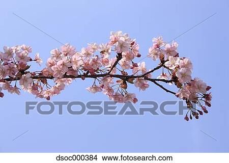Cherry blossoms View Large Photo Image Picture - Cherry blossoms. Fotosearch