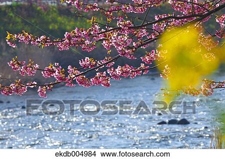 Picture - Cherry blossoms. Fotosearch