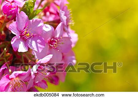 Cherry blossoms View Large Photo Image Picture - Cherry blossoms. Fotosearch