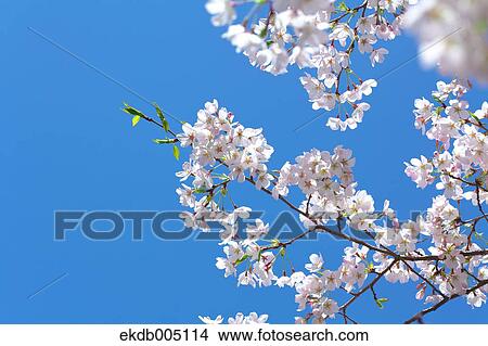 Cherry blossoms View Large Photo Image Picture - Cherry blossoms. Fotosearch