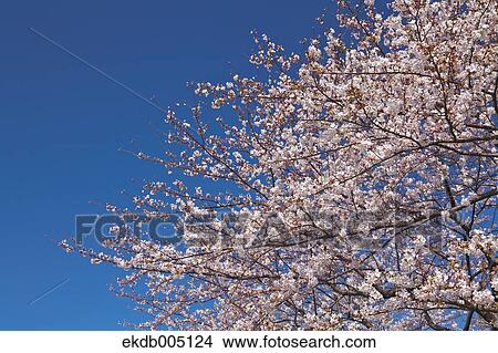 Cherry blossoms View Large Photo Image Picture - Cherry blossoms. Fotosearch
