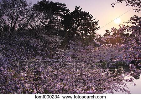Cherry blossoms View Large Photo Image Picture - Cherry blossoms. Fotosearch