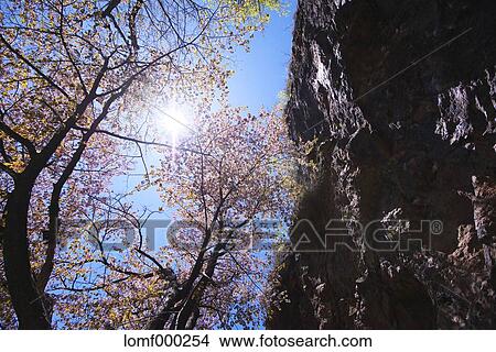 Cherry blossoms View Large Photo Image Picture - Cherry blossoms. Fotosearch