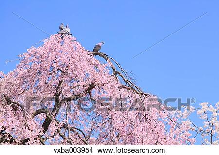 Cherry blossoms View Large Photo Image Picture - Cherry blossoms. Fotosearch