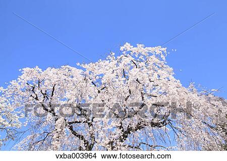Cherry blossoms View Large Photo Image Picture - Cherry blossoms. Fotosearch