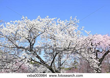 Cherry blossoms View Large Photo Image Picture - Cherry blossoms. Fotosearch