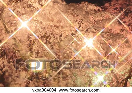 Picture - Cherry blossoms. Fotosearch