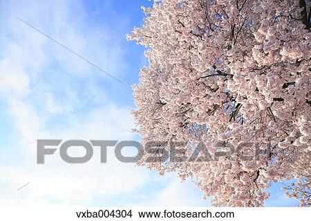Picture - Cherry blossoms. Fotosearch