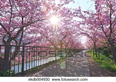 Cherry blossoms View Large Photo Image Stock Image - Cherry blossoms. Fotosearch