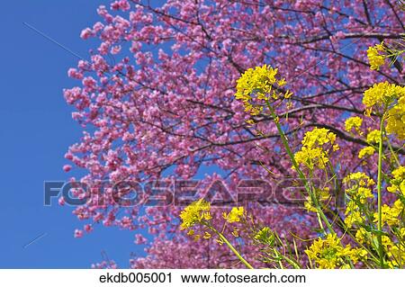 Cherry blossoms View Large Photo Image Stock Image - Cherry blossoms. Fotosearch