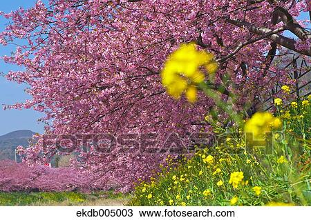 Cherry blossoms View Large Photo Image Stock Image - Cherry blossoms. Fotosearch