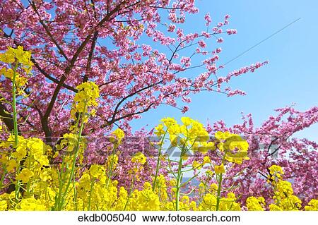 Cherry blossoms View Large Photo Image Stock Image - Cherry blossoms. Fotosearch