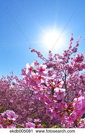 Cherry blossoms View Large Photo Image Stock Image - Cherry blossoms. Fotosearch