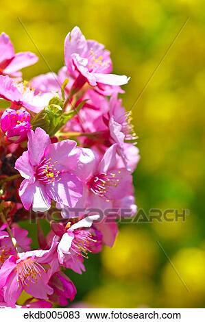 Cherry blossoms View Large Photo Image Stock Image - Cherry blossoms. Fotosearch