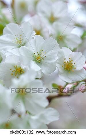 Stock Image - Cherry blossoms. Fotosearch