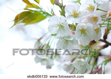 Cherry blossoms View Large Photo Image Stock Image - Cherry blossoms. Fotosearch