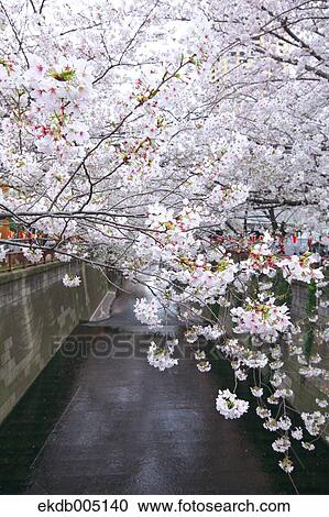 Cherry blossoms View Large Photo Image Stock Image - Cherry blossoms. Fotosearch