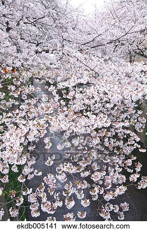 Cherry blossoms View Large Photo Image Stock Image - Cherry blossoms. Fotosearch