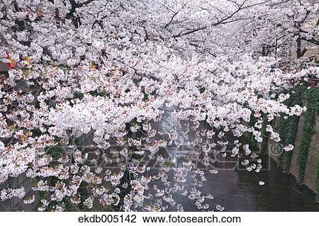 Cherry blossoms View Large Photo Image Stock Image - Cherry blossoms. Fotosearch