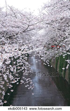Cherry blossoms View Large Photo Image Stock Image - Cherry blossoms. Fotosearch