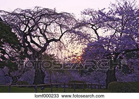 Cherry blossoms View Large Photo Image Stock Image - Cherry blossoms. Fotosearch
