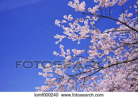 Cherry blossoms View Large Photo Image Stock Image - Cherry blossoms. Fotosearch